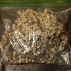 Natural Color Small Sea Shells Neckleces.